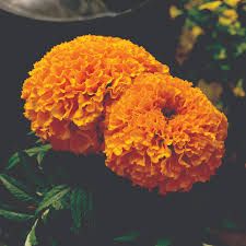 Image result for tagetes)
