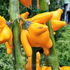 Image result for Solanum mammosum