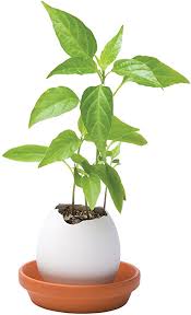 This article will teach you how to grow one. Noted Eggling Egg Hatches Plant Red Pepper Amazon Co Uk Garden Outdoors