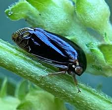 Image result for Artabotrys collinus