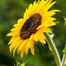 What Plants Grow Well With Sunflowers When To Plant Sunflowers Planting Sunflowers Harvesting Sunflower Seeds