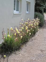Image result for Oenothera indecora