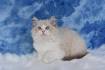 Ragdoll Kittens for Sale - Ragmatical Ragdolls