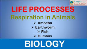 Maybe you would like to learn more about one of these? Respiration In Animals Amoeba Earthworm Fish And Humans Life Processes Biology Class 10 Youtube