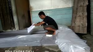 Cara Membuat Terpal Murah Menggunakan Plastik Untuk Kolam Gede Rpa Farm Fish Persiapan Kolam Ikan Youtube