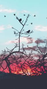 Maybe you would like to learn more about one of these? Scenery Iphone Wallpapers Top Free Scenery Iphone Backgrounds Wallpaperaccess