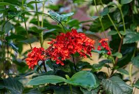 Image result for Clerodendrum splendens