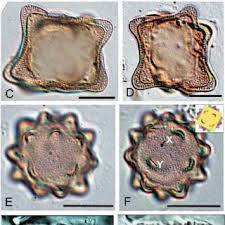 Image result for Basella paniculata