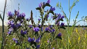 Die ausrufung zur blume des jahres ist meist im oktober; Welche Blume Ist Das Es Bluht So Schon Am Wegesrand Doch Was Ist Das Bayern 1 Radio Br De