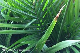 How To Care For Indoor Palm Trees And Plants Palm Tree Care Palm Plant Care Indoor Palm Trees