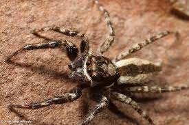 We did not find results for: Jumping Spider Menemerus Bivittatus Jumping Spider Spider Insects