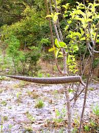 Image result for Strophanthus welwitschii