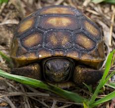 Check spelling or type a new query. Baby Gopher Tortoise Has A Pretty Shell Naturetime