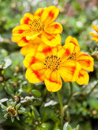 Die bestäuberin wird mittlerweile in vielen privaten gärten gehalten. Bidens Ferulifolia Beedance Goldmarie Beedance Gartenvielfalt