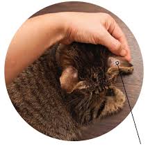 Cat losing hair (cat hair loss) could be due to a poor diet, stress, allergies, fleas, and mites, however sometimes it could be due to unknown reasons. Ringworm In Cats Pet Companion Magazine