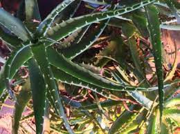 Cutting offshoots will help your aloe thrive beautifully. Problems With Flopping Aloe Leaves What To Do When Your Aloe Is Drooping