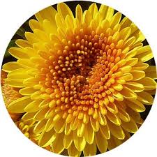 It is one of the best types of yellow flowers you can grow. 33 Types Of Yellow Flowers Proflowers Blog