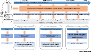Hellp (hemolysis, elevated liver enzymes, and low platelet count) syndrome can be seriously dangerous and can happen right after your delivery or when you are pregnant. Neurodevelopmental Outcomes Of Prenatal Preeclampsia Exposure Trends In Neurosciences