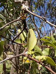 Image result for Tapinanthus