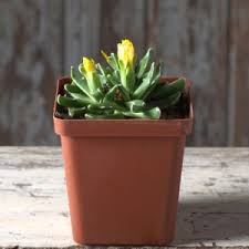 Image result for Nananthus aloides