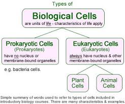 While most eukaryotes are examples of eukaryotes. Plant Animal And Bacterial Cells Eukaryotic Cell Cell Biology Notes Biology Lessons