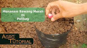 Jangan pernah menanam bawang merah pada tanah yang lembap karena bisa membuat tanaman ini cepat membusuk. Cara Menanam Bawang Merah Dalam Polybag Hasil Melimpah Youtube