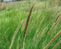 Image result for Panicum phragmitoides