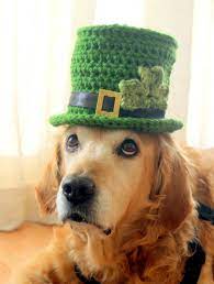 St Patrick S Day Dog Hat Leprechaun Hat For Dogs Leprechaun Dog Costume St Patrick S Day Dog Costume Bearded Dog Hat Cavalier King Charles Spaniel Cavalier King Charles King Charles Spaniel