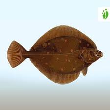 Image result for Pleioceras