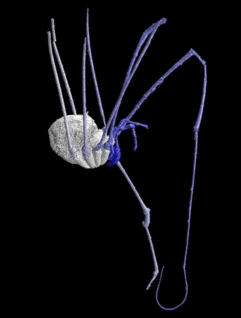 Early Daddy Longlegs Revealed in 3-D—Bugs Evolved Little | National  Geographic
