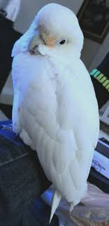 Their species are famous for frequently being kept as pet birds.this is why they are also popularly known as being. A Proper Introduction Pearl Goffin Cockatoo Parrots