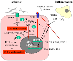 Breast cancer is the second most common cancer found in women — after skin cancer — but that doesn't mean men aren't at risk as well. Scheme Illustrating The Pathogenesis Of Malignant Mesothelioma Download Scientific Diagram