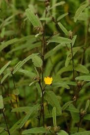 Image result for Melhania acuminata