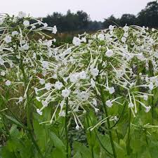 Grow it in a pot by the back door near the kitchen and it will fill your space with a sweet scent. Flowering Tobacco Nicotiana Sylvestris De Bolster Organic Seeds