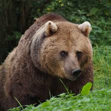 There are only eight living species of bear; Eurasian Brown Bear Wikipedia