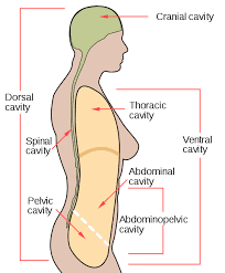 Scheme Body Cavities En Svg Anatomy And Physiology Human Anatomy And Physiology Physiology