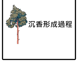 沉香形成過程的圖片