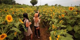 Lokasinya berada di bagian utara pantai samas, dusun tegalsari, desa srigading, kecamatan sanden, kabupaten bantul, yogyakarta. Menakjubkan 30 Bunga Matahari Indonesia Galeri Bunga Hd