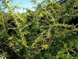 Image result for Ormocarpum trichocarpum