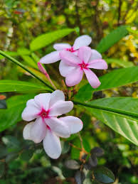 Image result for Ecbolium clarkei