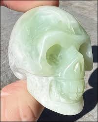 Image result for Barleria grandicalyx