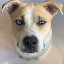 Cece The Pitsky - Home | Facebook