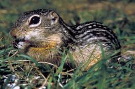 When does a thirteen lined ground squirrel hibernate? Thirteen Lined Ground Squirrel Ictidomys Tridecemlineatus