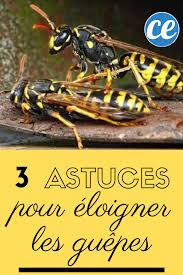 3 Astuces Naturelles Pour Eloigner Les Guepes Astuce Naturelle Comment Eloigner Les Guepes Anti Guepe