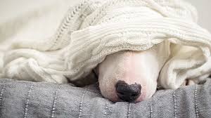 My Dog Has A Runny Nose What Do I Do Fuzzy Pet Health