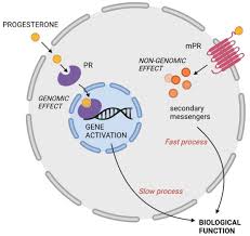 Image result for Progesterone Challenge Test