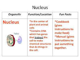 Maybe you would like to learn more about one of these? Organelle Chart Cell Wall Organelle Functionlocation Fun Facts