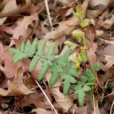Image result for Cheilanthes involuta