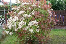 It has smaller leaves than the red robin but is a much more compact variety than the little red robin, which if left uncut tends to get a bit loose in nature. Glanzmispel Photinia Fraseri Red Robin Pflege Als Strauch Hochstamm