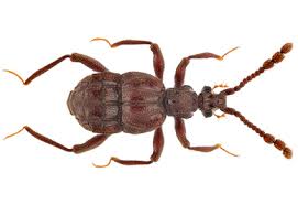 Image result for Pseudechinolaena